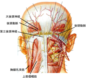 頭痛の症例 大後頭神経の圧迫が及ぼす頭痛 Vazカイロプラクティック整体院 Vazカイロプラクティック整体院